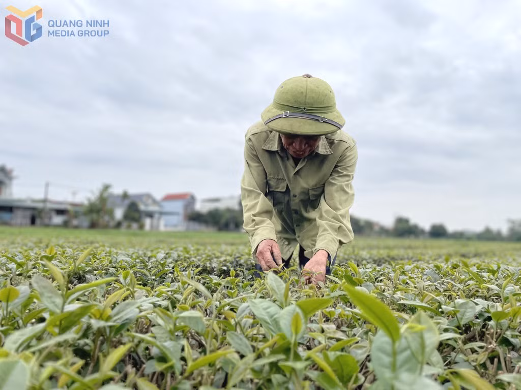 The VietGAP tea plantation of Tran Van Dieu’s family in Quang Long 9 Hamlet, Duong Hoa commune, has become a preferred source for local buyers.