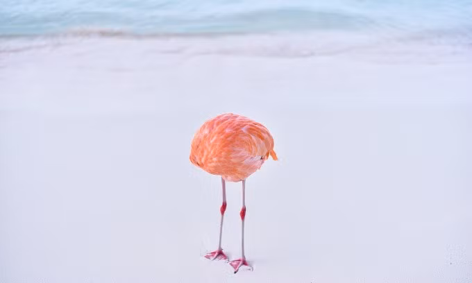 Photographer wins AI contest with real picture
