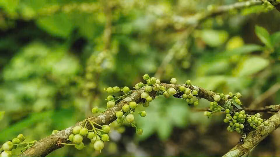 Lộc xanh biếc trong rừng thẳm Quảng Ninh Châu.