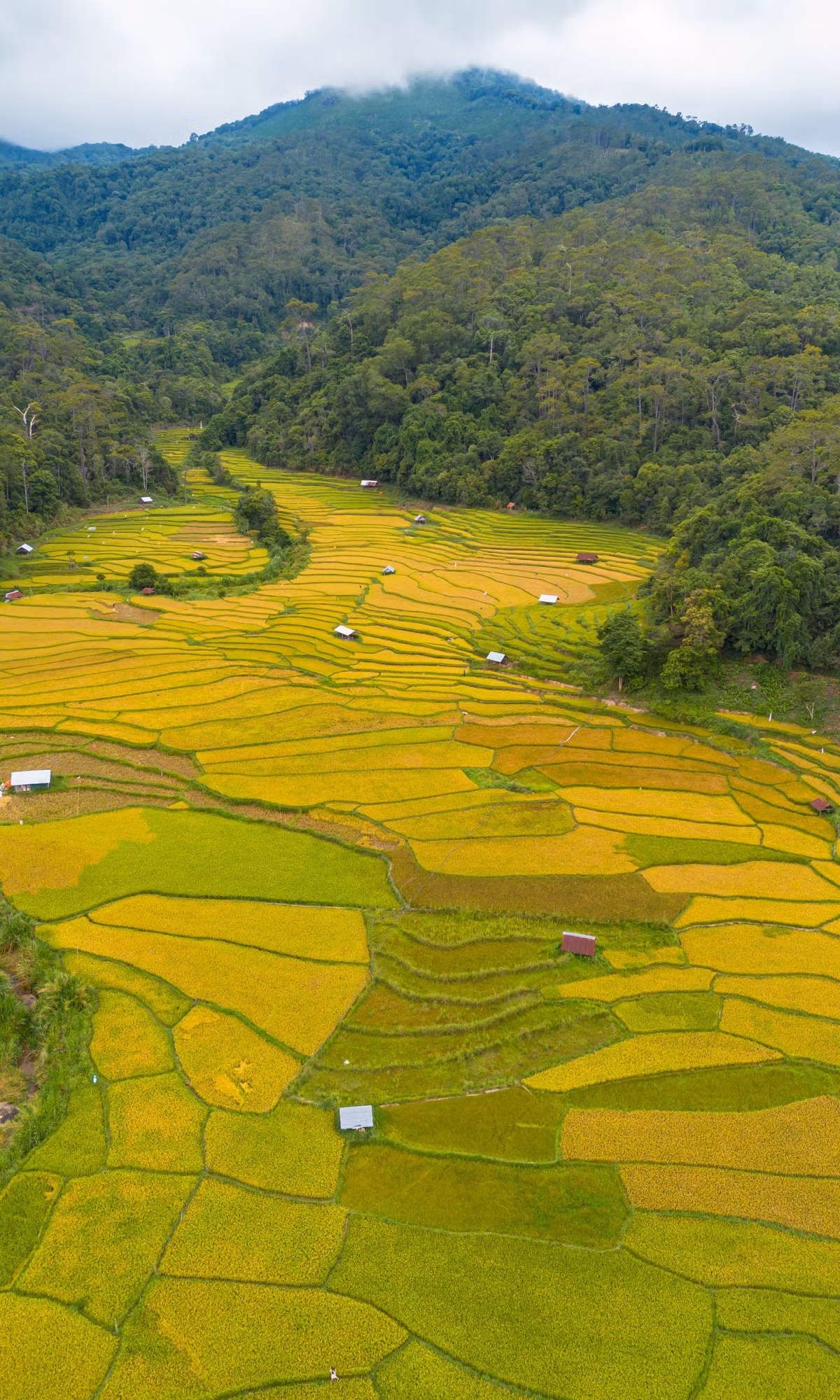 Central Highlands aglow: golden rice paints the terraces ảnh 4 Central Highlands aglow: golden rice paints the terraces
