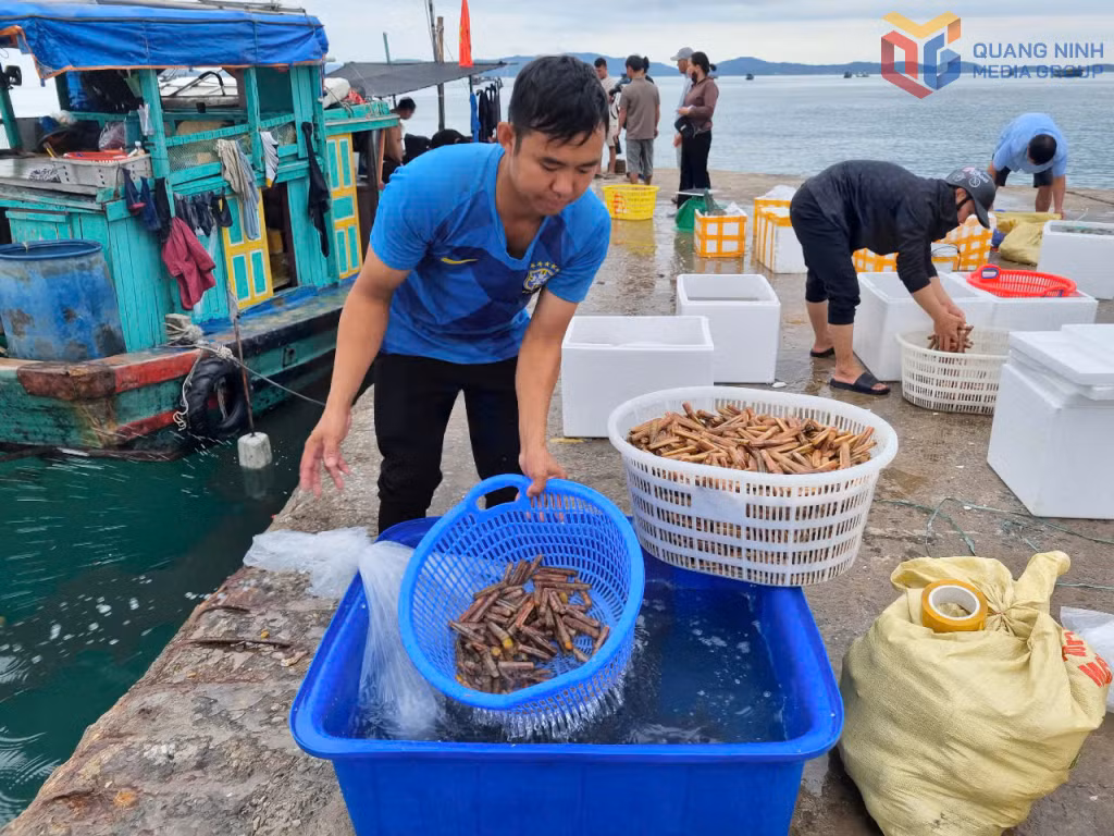 Ốc móng tay là một trong những hải sản đặc trưng của miền biển Cô Tô.
