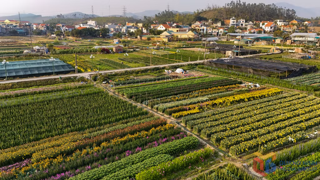 Dong Che flower village has become a popular destination for tourists to Ha Long city.