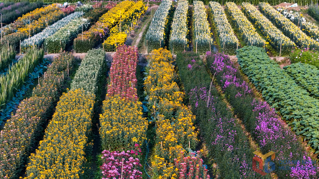 People grow a wide variety of flowers, from high-end types like orchids, lilies, and tulips to gladioli, roses, gerberas, and yellow chrysanthemums.