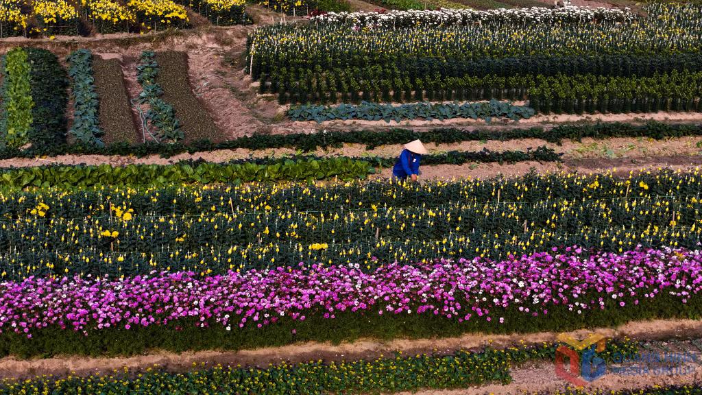 In the days leading up to the Lunar New Year, the residents of Dong Che flower village are even busier tending to their flowers to ensure a successful harvest.