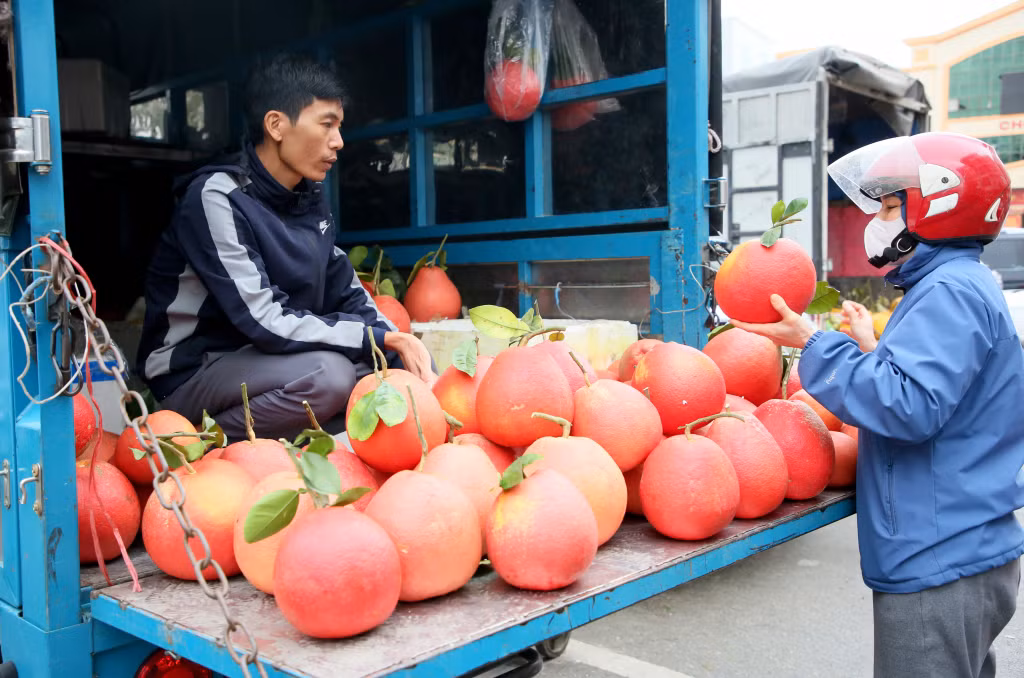 A buyer is choosing red grapefruits