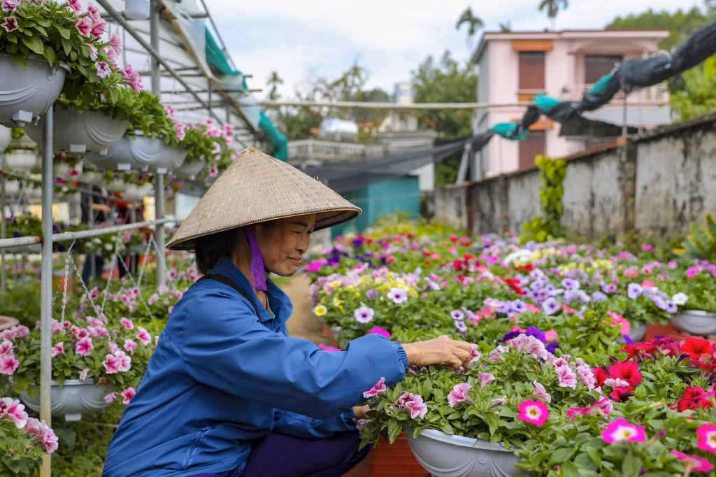 Ha Long city's Dong Che flower village