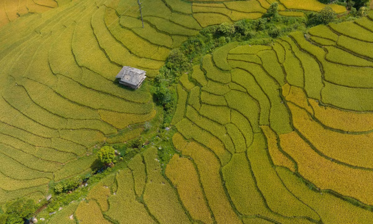 Nam Cang: embracing nature's golden season in the highlands