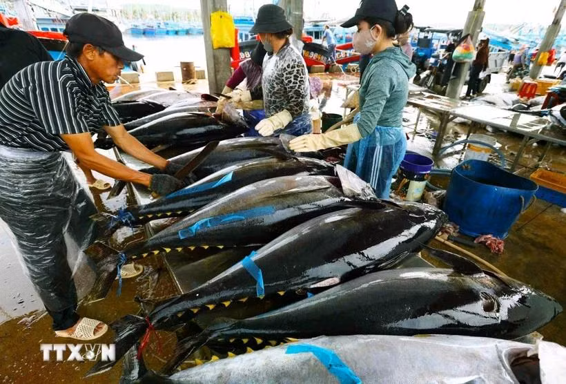 Workers process tuna. (Photo VNA)