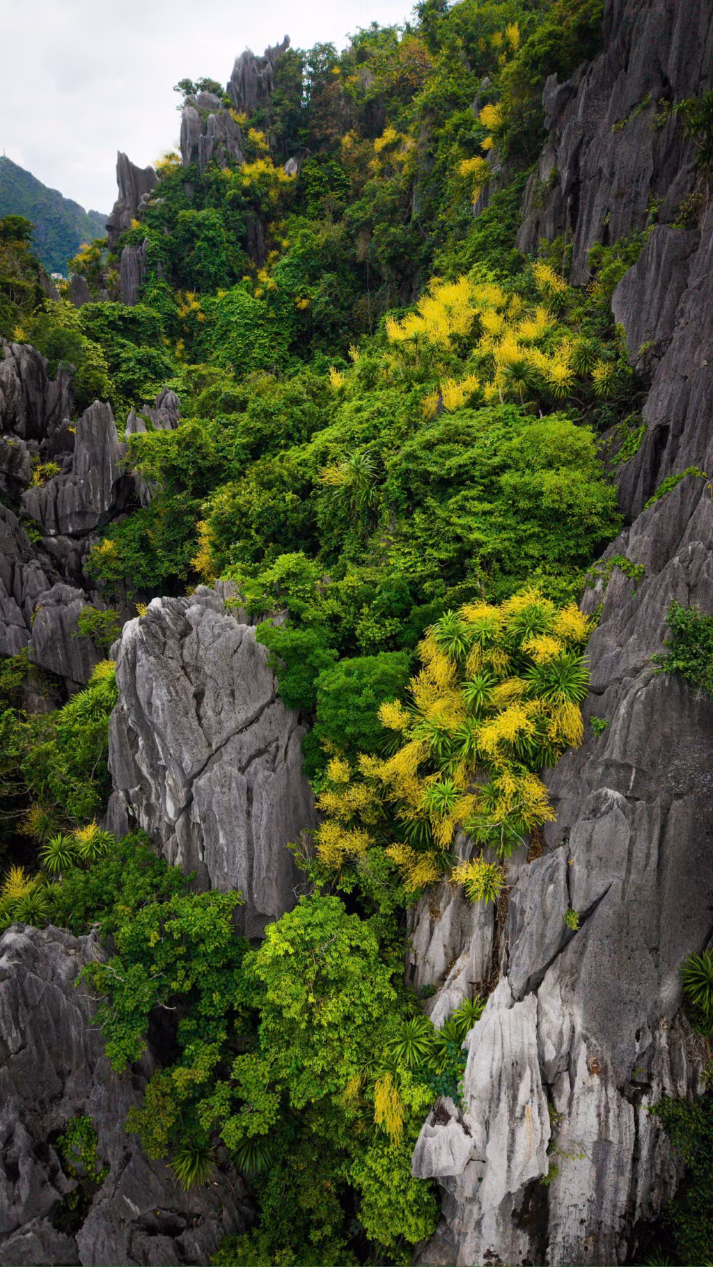Clusters of golden dragon tree blossoms stand out against the lush green backdrop of Ha Long Bay's limestone islands.