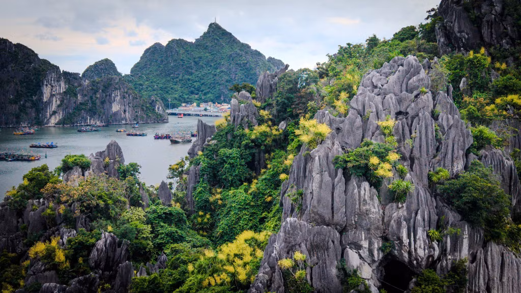 During the flowering season, dragon trees add a striking splash of colour to the spectacular landscape of the UNESCO World Heritage Site of Ha Long Bay.
