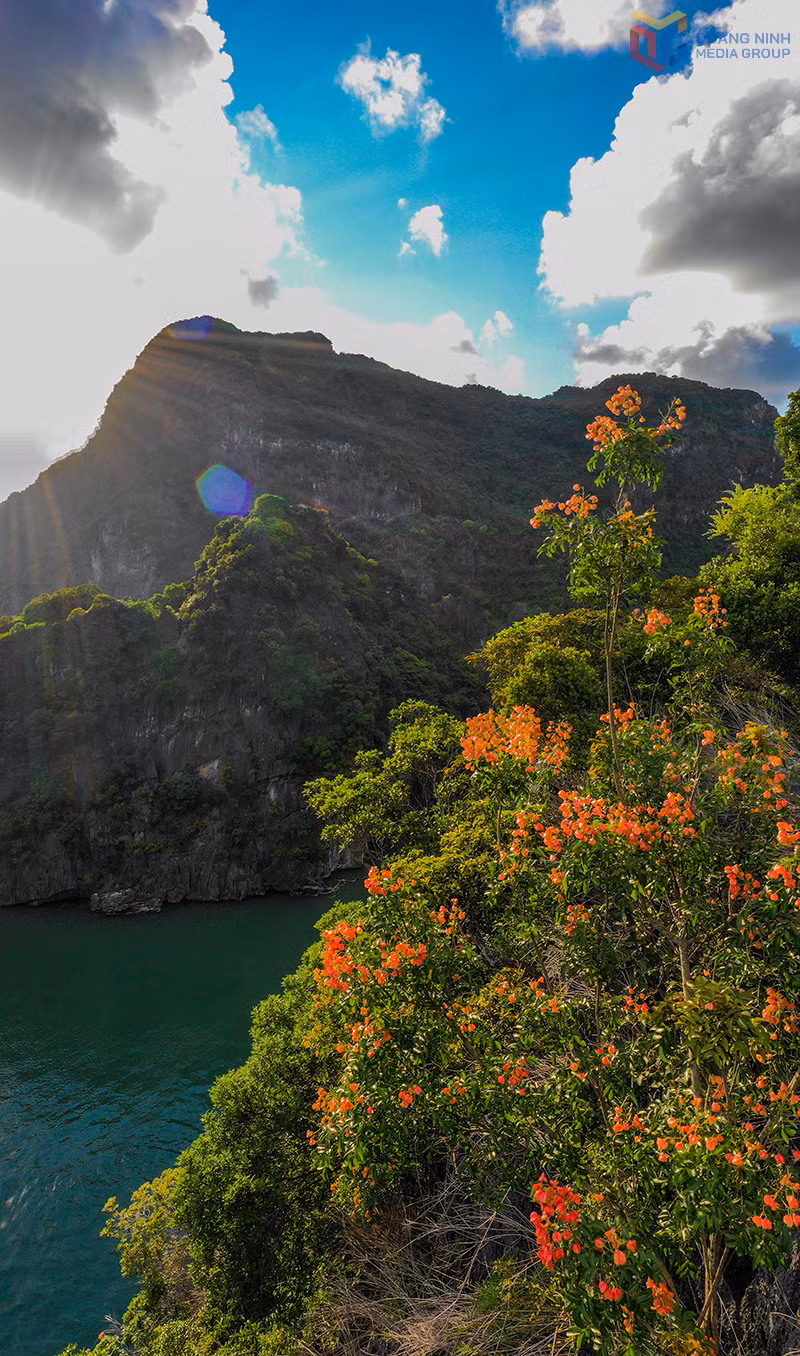 Under the golden sunshine, the harmonious blend of limestone cliffs, emerald waters, and brilliant red blossoms creates the breathtaking, ethereal beauty of Ha Long Bay, a UNESCO World Natural Heritage Site.