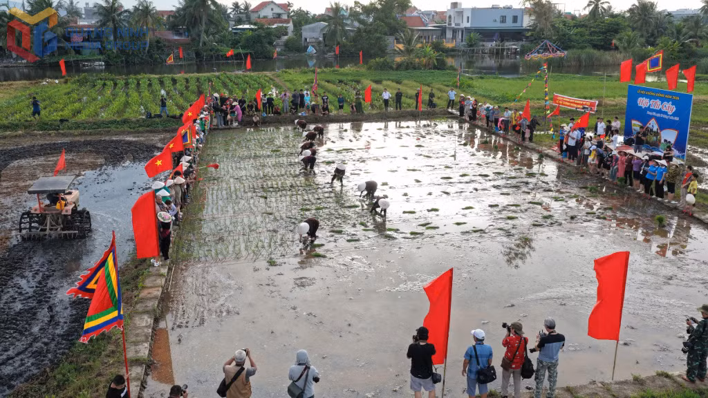 The rice transplanting competition brings a festive atmosphere to the paddy field in front of Coc Communal House.