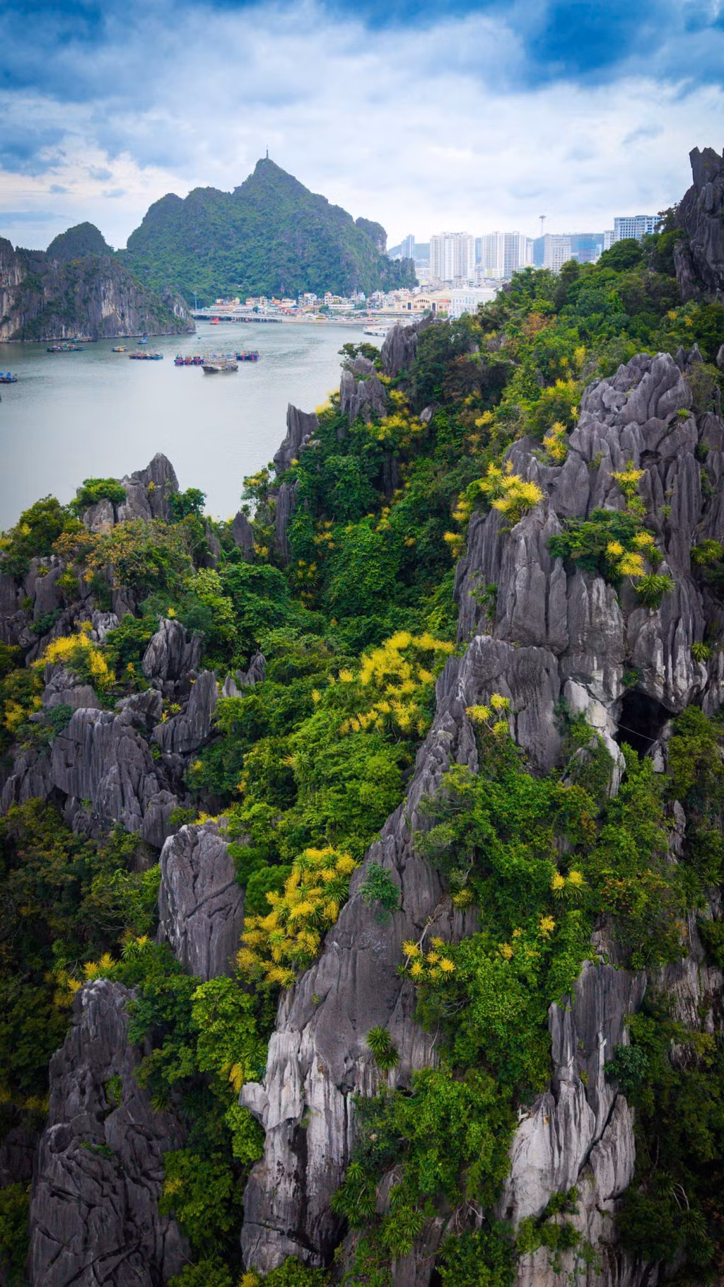 Despite growing in harsh conditions, dragon trees thrive from narrow rock crevices, symbolising the enduring vitality and resilience of nature.