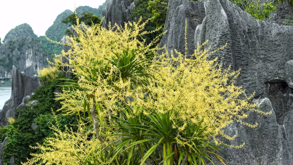 Thousands of tiny blossoms cluster together in large flower heads, shimmering like golden fireworks against a backdrop of emerald-green leaves, embodying the enduring beauty of a plant that has chosen the sheer limestone cliffs as its home.