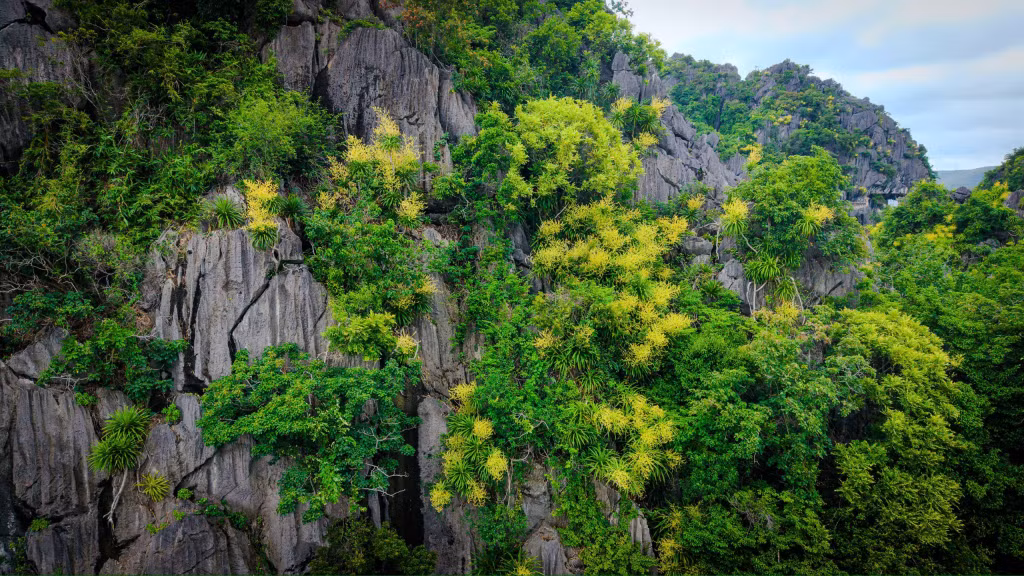Dragon trees cling to steep limestone cliffs, displaying their golden blossoms amid the magnificent scenery of Ha Long Bay.