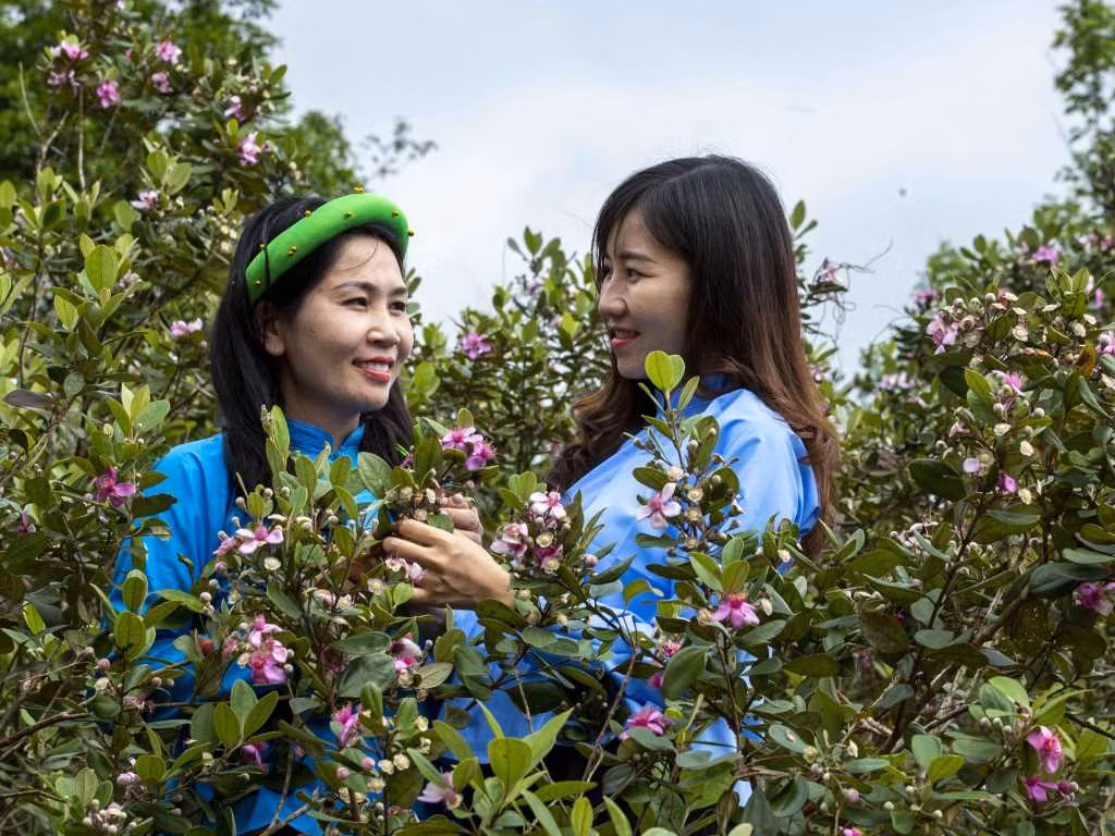 The Hai Son region with its natural landscapes, rustic ethnic minority communities, traditional cultural identity, and hospitable people is an essential factor in organizing community-based tourism.
