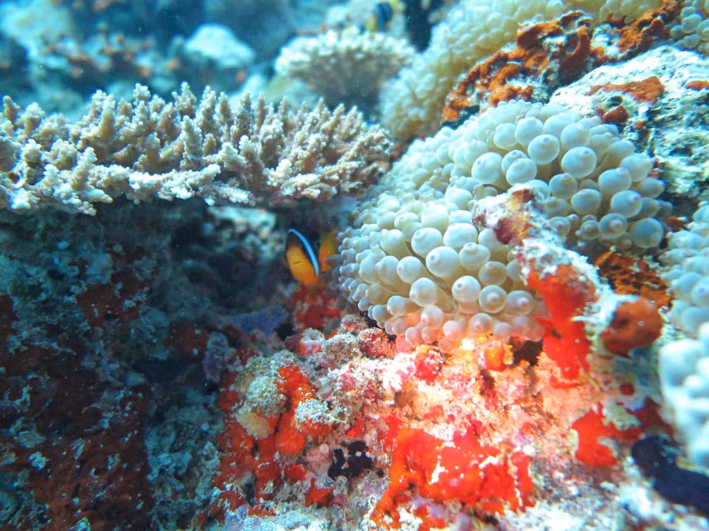 Co To is said to have the richest biodiversity in Vietnam with the presence of many typical ecosystems of tropical waters, including concentrated coral reef ecosystems.