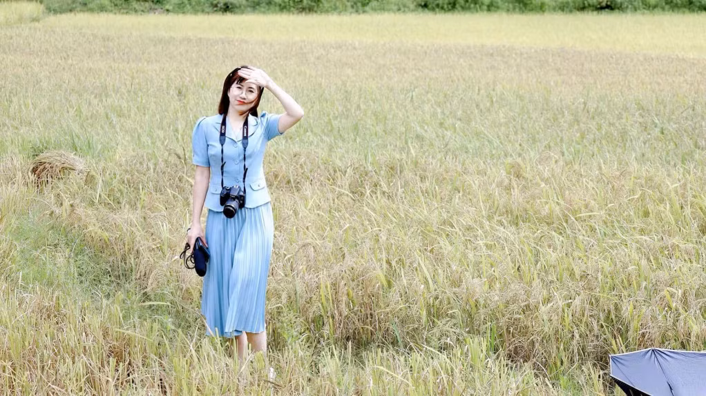 Early ripening rice season in Mong Cai city ảnh 1 Early ripening rice season in Mong Cai city ảnh 1