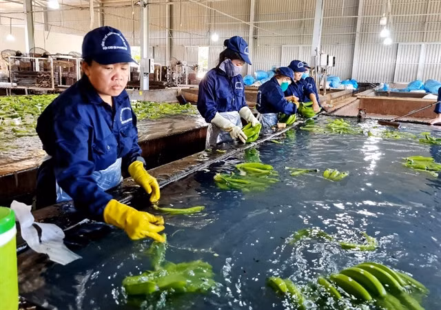 Workers of the Thống Nhất Rubber Joint Stock Company, Bà Rịa-Vũng Tàu Province. — VNA/VNS Photo