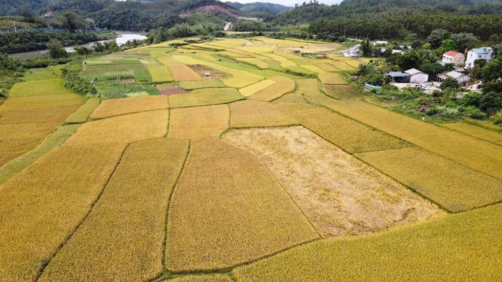 Early ripening rice season in Mong Cai city ảnh 2 Early ripening rice season in Mong Cai city ảnh 2