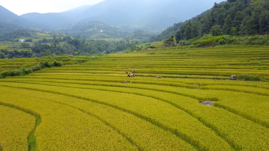 The terraced fields here are called "golden carpets" during the ripe rice season.