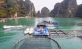 Developing tourism linked with aquaculture in Van Don