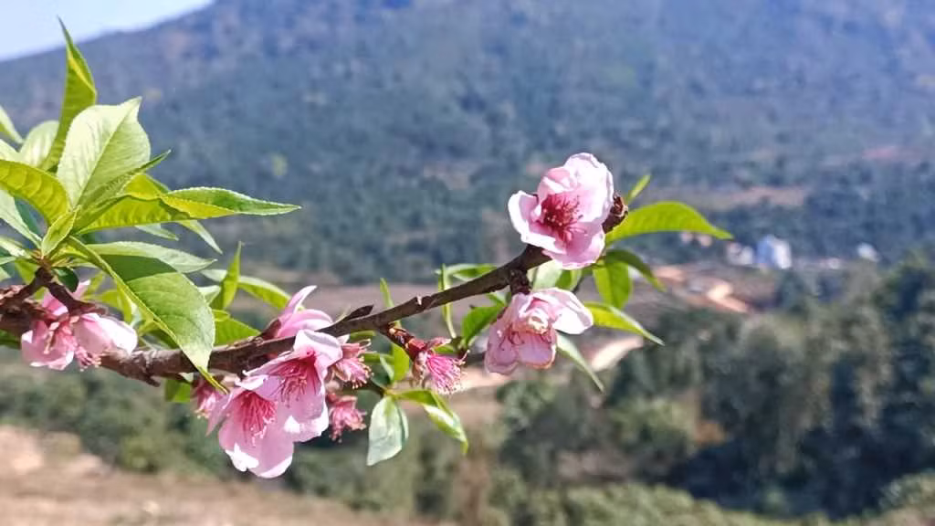 When peach blossoms start to bloom in the middle of the last lunar month, the Dao prepare for their Tet earlier than other ethnic groups.