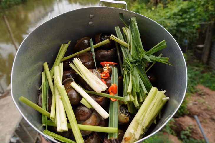 Apple snails boiled with lemongrass. Photo: Phuoc Thanh