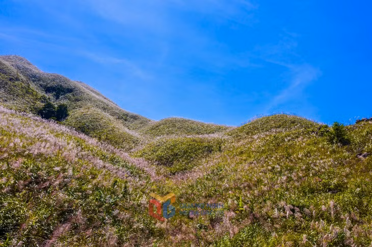 Lost in the reed flower paradise in Binh Lieu ảnh 2