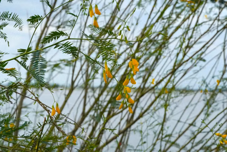 Sesbania sesban grows in flooded fields during the flood season in the Mekong Delta of southern Vietnam. Photo: Phuoc Thanh