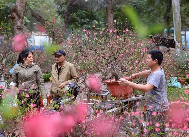 People buy peach flowers to celebrate Tết in Hà Nội in February 2024.—VNA/VNS Photo