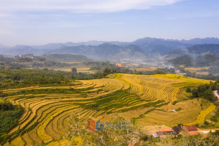 Sóng lúa, anh giang, bình liêu