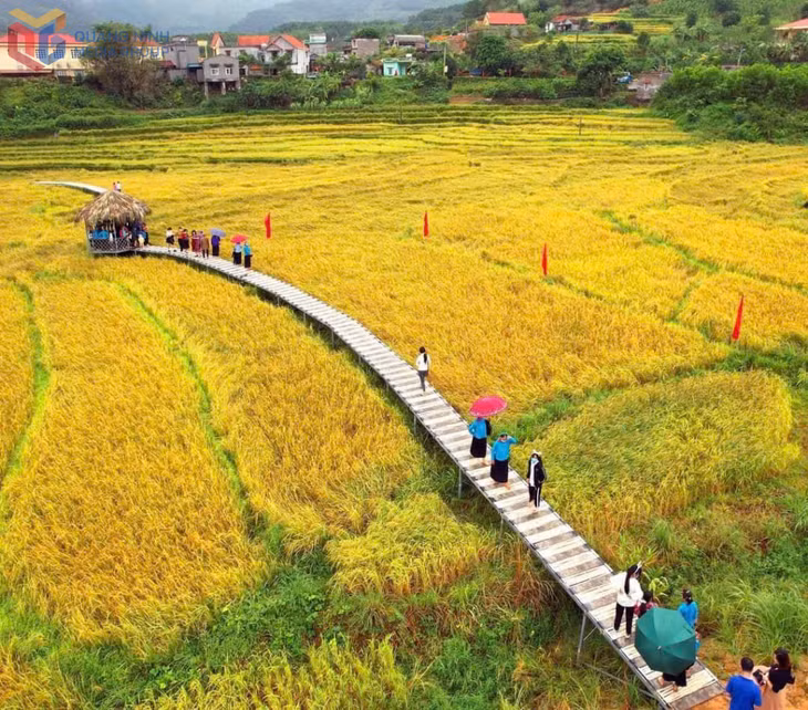 Festival activities will take place amidst the rice ripening terraced fields.