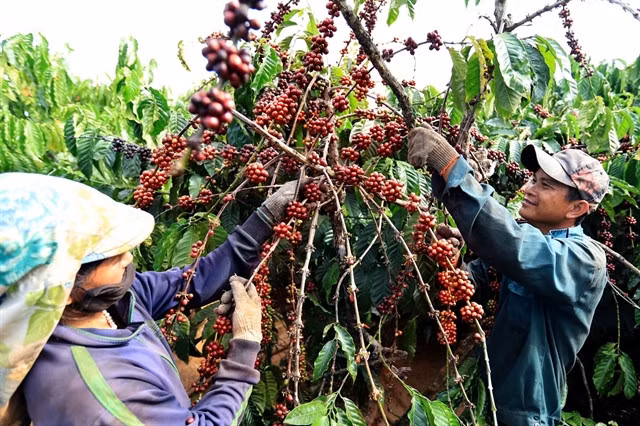 The Sustainable Trade Initiative (IDH) organisation of the Netherlands is funding a pilot of this system on 137,000ha of coffee. VNA/VNS Photo