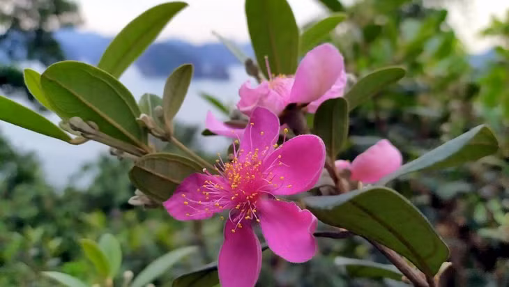 Rose myrtle flowers bloom from May to August, covering the hillsides and lining the pathways, creating a picturesque landscape.