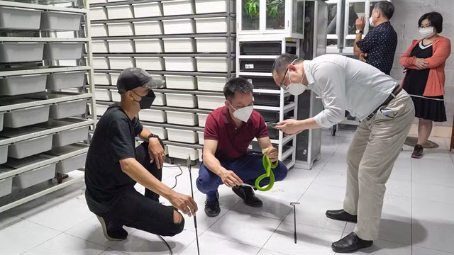 SNAKE STUDY: Experts work at a snake farm in Việt Nam. The farm provides research on the conservation of snake species and rescue for snake-bite victims. Photo courtesy of Phạm Minh Hiếu