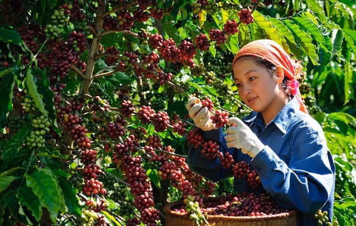 Vietnam's coffee exports in February 2023 reached 180,000 tonnes, earning 393 million USD, up 26.3% in volume and 26.5 per cent in value on month.