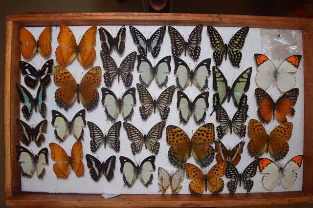WINGED WONDERS: A collection of butterflies is served for research and studies among students in Đà Nẵng and central Việt Nam. Photo courtesy of Phan Quốc Toản