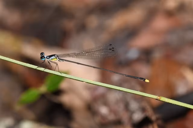 PRETTY FLY: An individual of a new species of damselfly (Coeliccia duytan) is found in Chư Mom Rây National Park in Kon Tum Province. Photo courtesy of Phan Quốc Toản