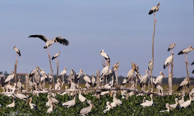 6 migratory bird species in Vietnam face extinction