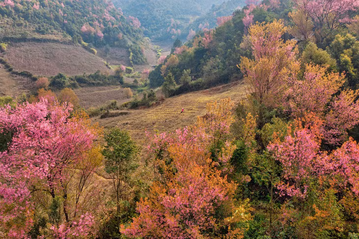 Forest peach blossoms bloom all over Mu Cang Chai