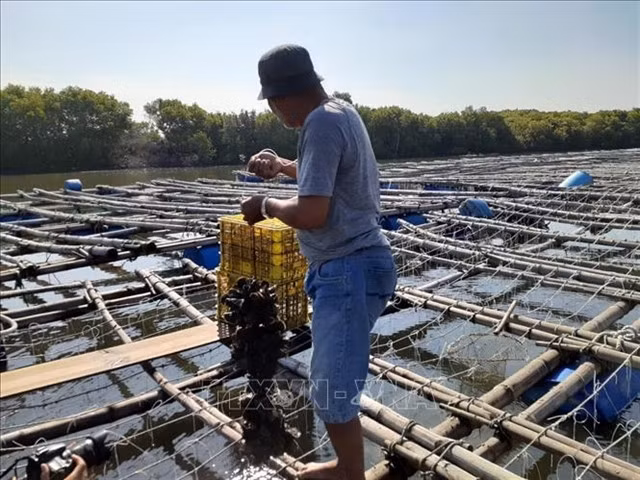 An oyster farm in Bà Rịa-Vũng Tàu Province. — VNA/VNS Photo
