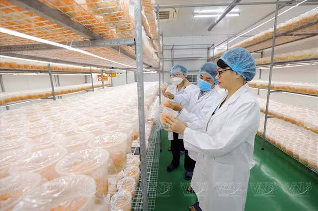 A cultivation lab of the biotech company Bfarm in Hà Nội. — VNA/VNS Photo