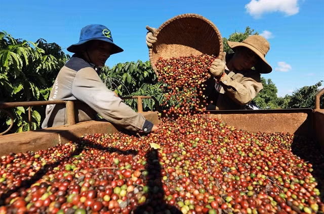 Farmers harvest coffee beans in Đắk Lắk Province. VNA/VNS Photo Vũ Sinh