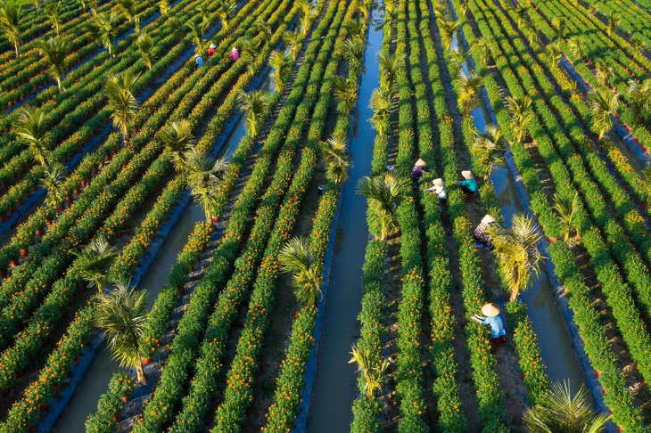 Vietnam’s spring colors dazzle in annual Tet photo contest ảnh 10 Vietnam’s spring colors dazzle in annual Tet photo contest