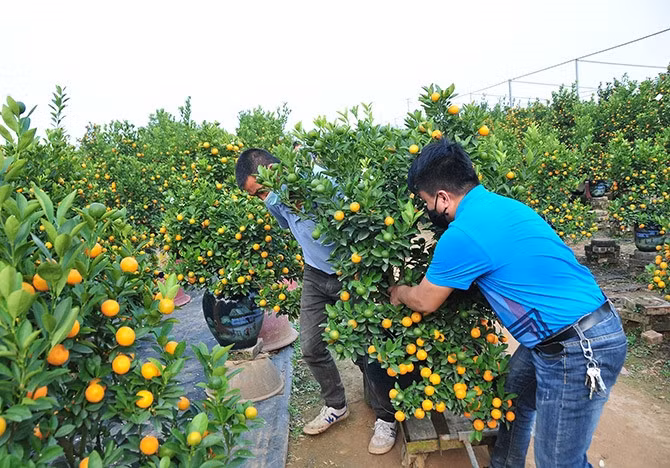 Each kumquat garden has an area of some 1,000 square meters, with hundreds or thousands of trees.