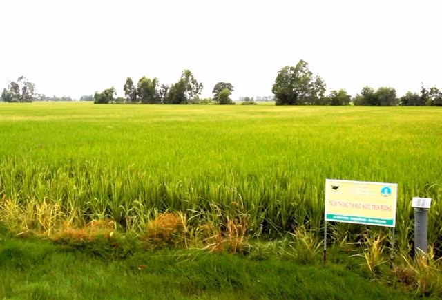 Rice grown using the ‘smart’ farming model in Kiên Giang Province’s Hòn Đất District. — VNA/VNS Photo Hồng Đạt