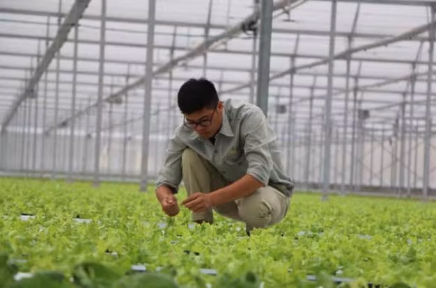 A worker checking vegetables in a greenhouse of Vineco - Tam Đảo Agricultural Investment Development and Production LLC.