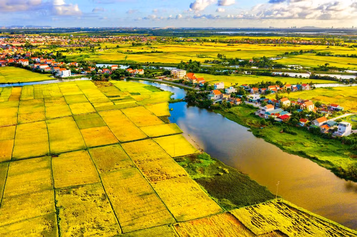 The yellow carpet of my hometown.