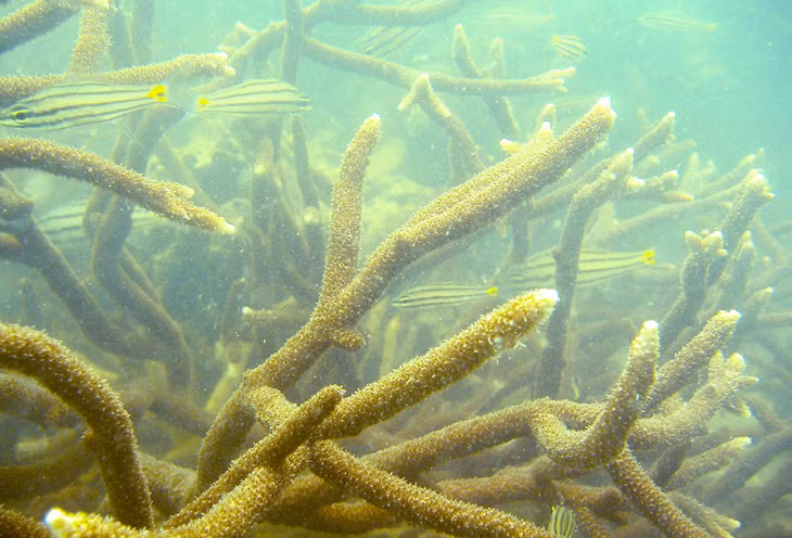 Interestingly, various types of hard corals have also recovered, luring many fish and other creatures.